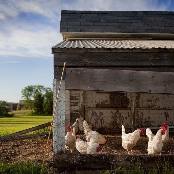 Idei practice pentru un coteț de găini pe care îl poți construi cu ușurință pe terenul propriu